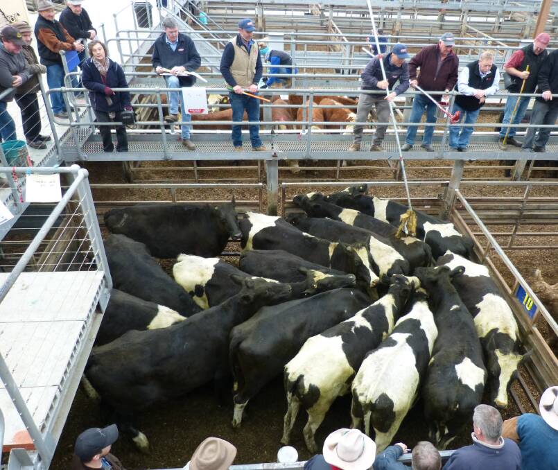 Displaying the dearer trends at cattle markets, these Friesian bullocks (630kgs) sold for 317.6c/kg lwt at Pakenham, Monday, an increase of over 15c/kg lwt.