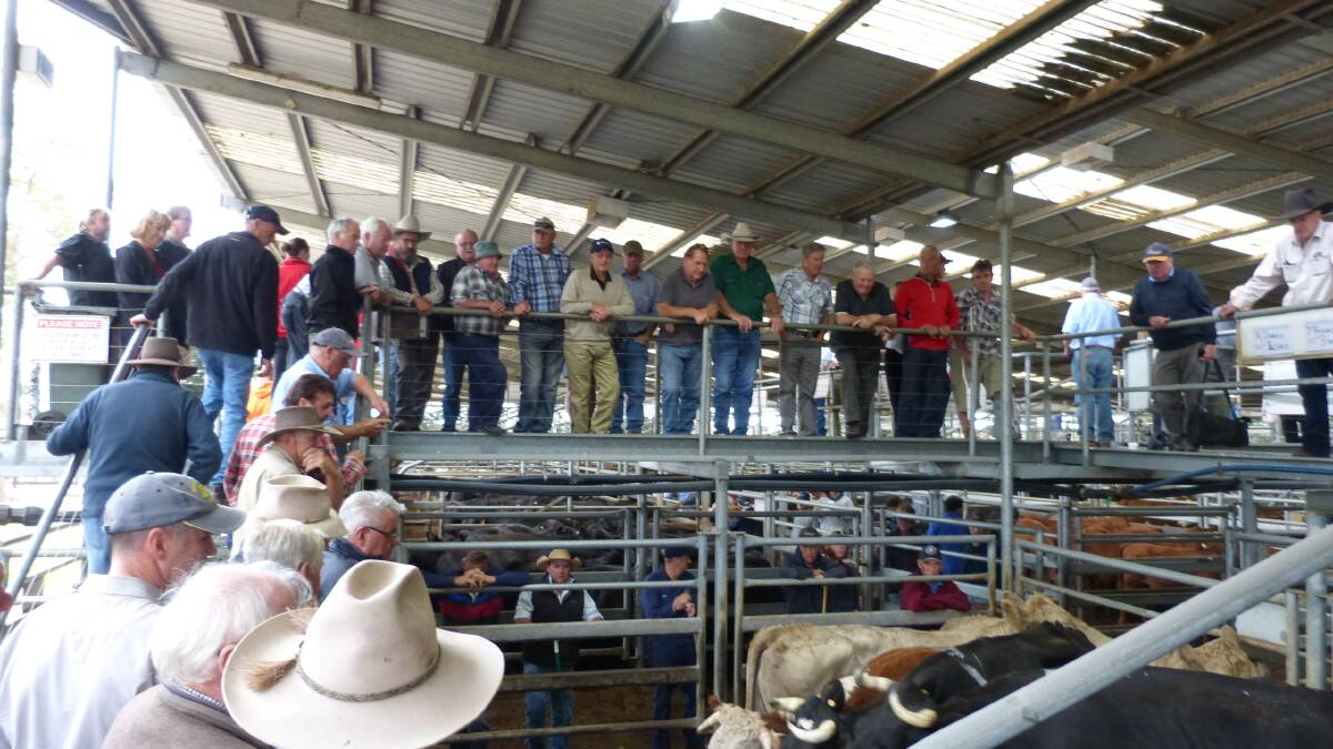 Another large crowd was operating at Bairnsdale with Gippsland buyers making up nearly all of the competition.