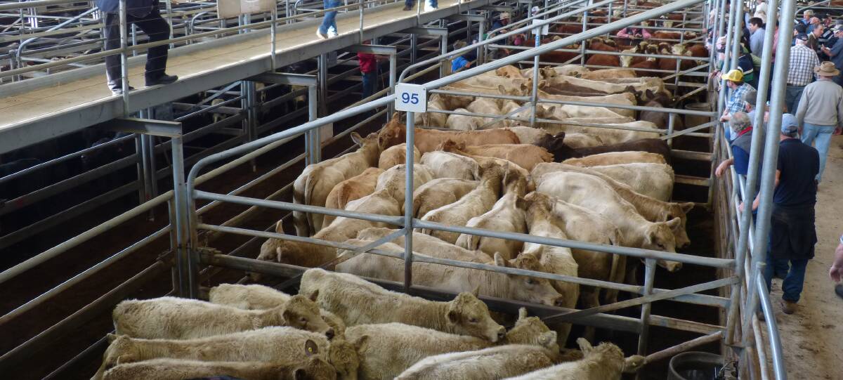 Could some of these prime East Gippsland bred cattle end up in South East Asia in the future.