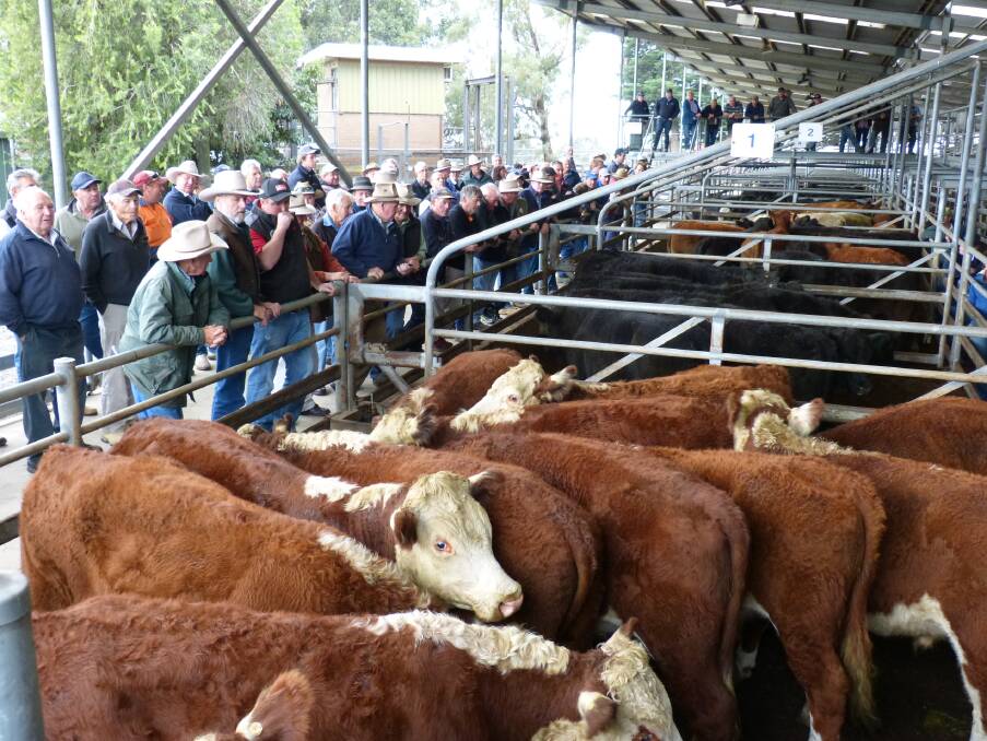INTERESTED: Two feedlot buyers, local producers and other Gippsland competition made up this smaller and scattered crowd at Bairnsdale.