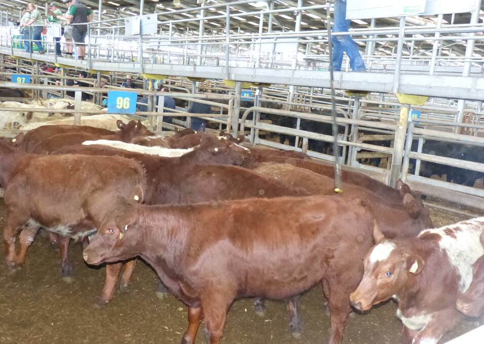 These quality Shorthorn steers were offered by JE Bowron, Sandy Point, at Leongatha, Thursday. They sold from $1330-$1400, which equalled 429-467c/kg lwt. JE Bowron, also sold heifers, making to $1030. These Shorthorn steers and heifers sold very well in a strong market.