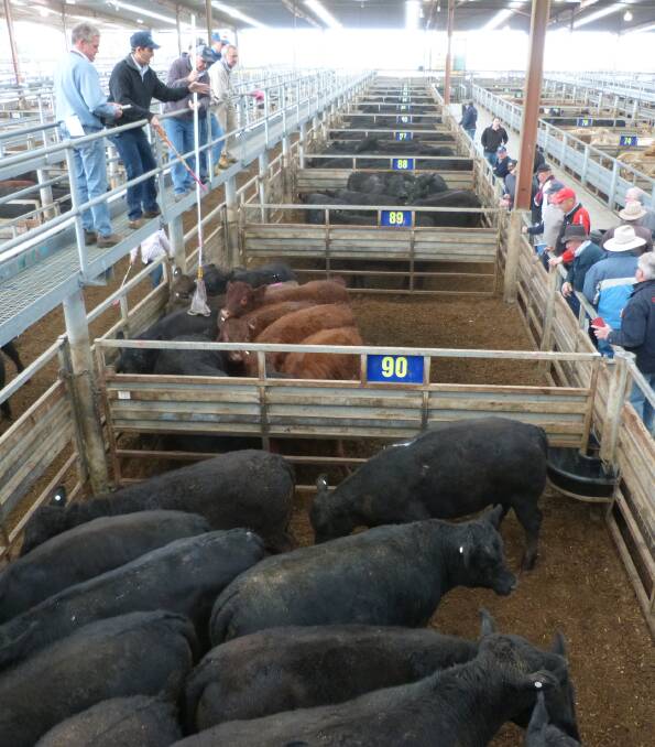STEERS: Everitt, Seely & Bennetts, Jarod Bennetts, sold this pen of Angus Limousin steers for 318c/kg lwt, as part of a consignment of vendor, grainfed steers at Pakenham.