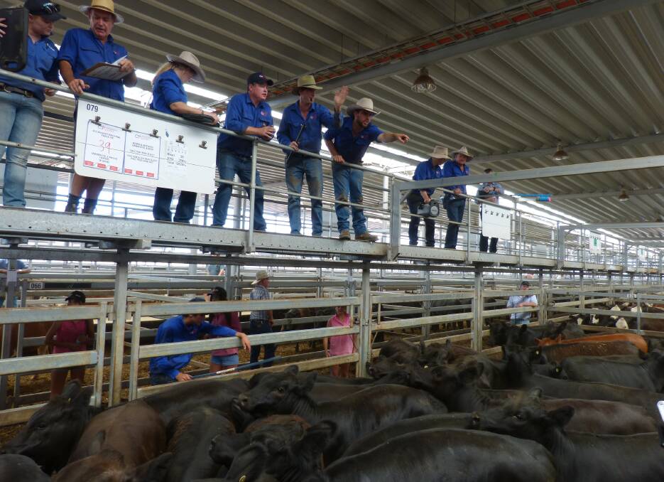 Corcoran Parker auctioneer, Justin Keane, sells this quality pen of 39 Webb's & Brewer's Black Simmental heifers for $1030, Wednesday. Competition was strong and prices reflected this demand.