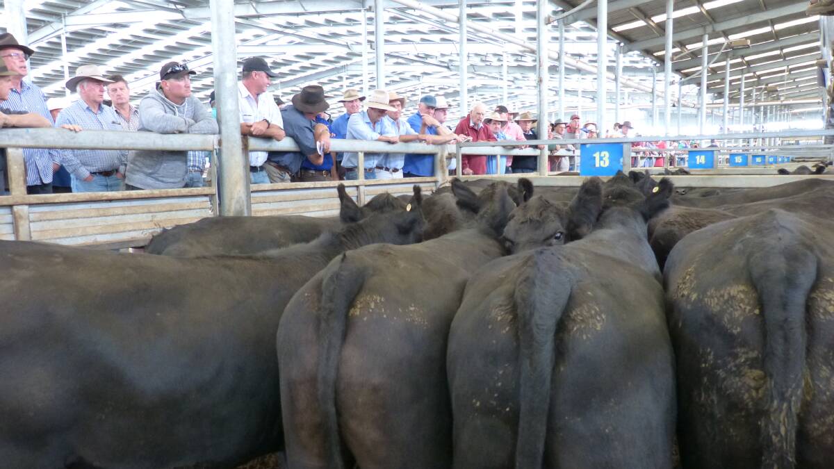 At least 40 pens of Angus & Hereford yearling steers, 450-570 kilograms liveweight, were offered in a yarding totalling 3080 head. Only 500 of the yarding were heifers.