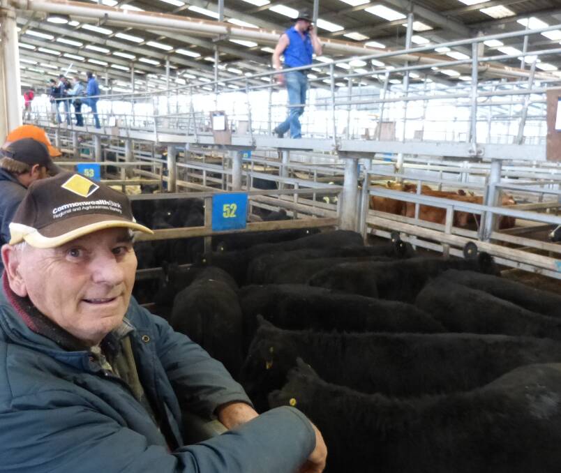 Bernie Dilger, a South Gippsland bullock fattener, purchased these Angus steers at Leongatha last Thursday for around $1300 to replace bullocks.