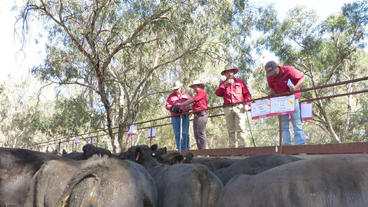 Quality steers were penned at the Paull & Scollard annual feature calf sale, held in their picturesque saleyard. Steve Paull addresses the large crowd, prior to the start.