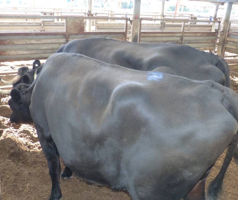 Its a bother getting too old. Too heavy at 880 kilograms liveweight, buyers were limited and these two Friesian cross bullocks sold for 210 cents per kilogram liveweight.