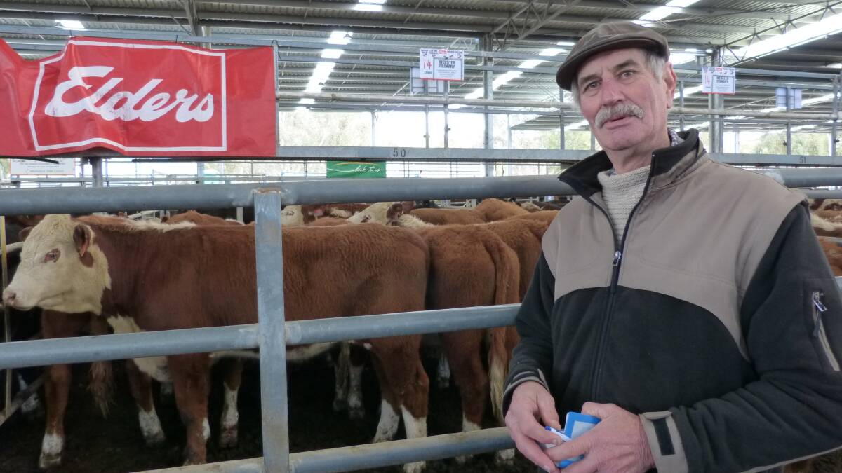Bob Webster, Webster Primary, Broadford, was happy with his prices for his 65 Hereford steers, Dunnelen Poll Hereford & Hicks composite steers sold at Yea, last Friday. Bob's steers sold from $960-$1090, to average $1042 per head.