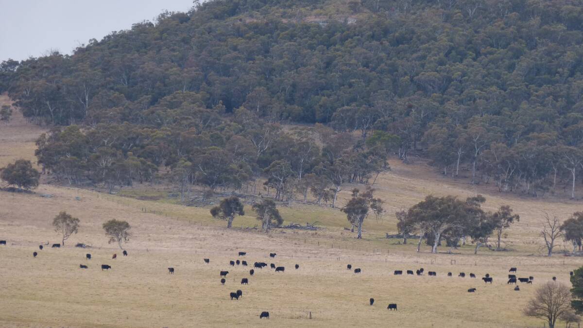 Black Mountain Station, Wugulmerang, hosts some of the better pastures in the high country, but it is very dry.
