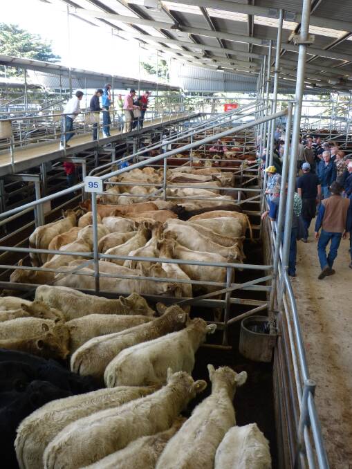 All breeds of cattle sold very well at Bairnsdale, Friday. Charolais steers sold from $1000, for younger calves, to $1500 for 12 steers weighing 402 kilograms liveweight.