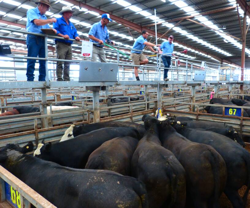 Recently, these prime Angus bullocks sold at Pakenham for 271 cents per kilogram. In this week's markets a price increase could see them sell for 275c/kg.