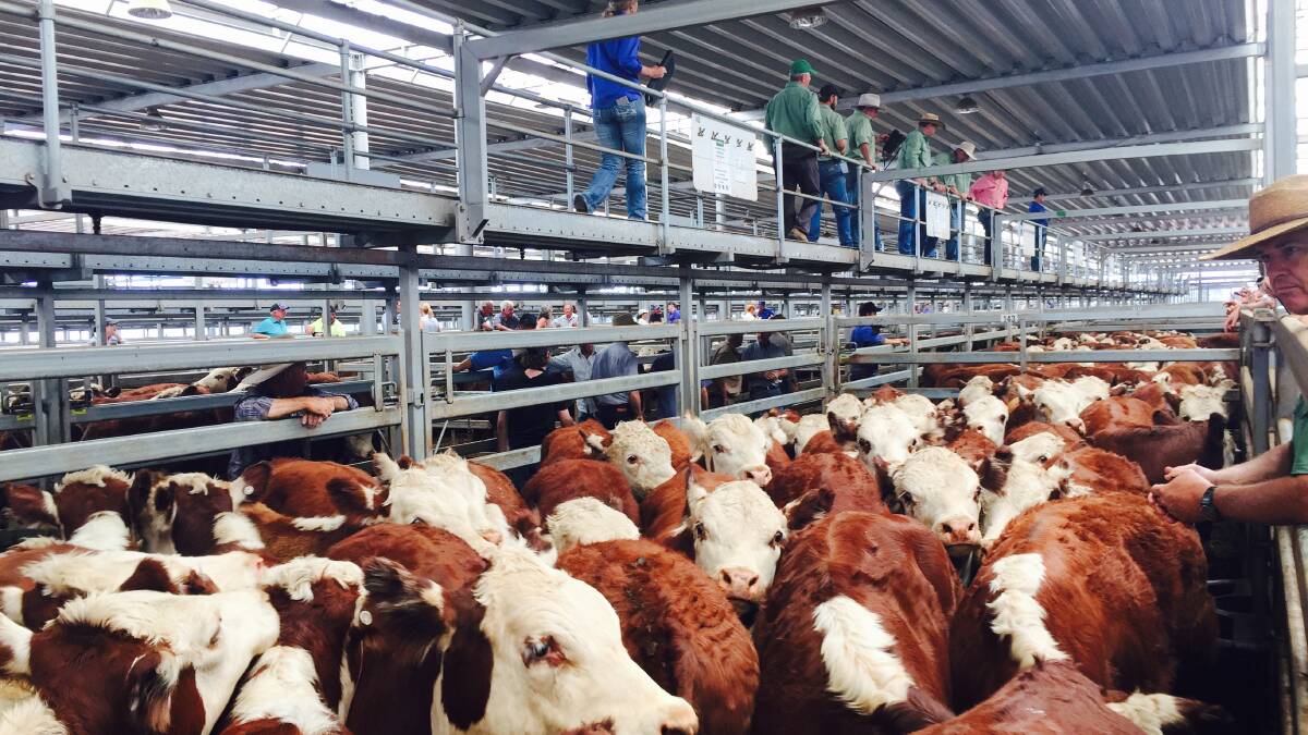 A quality yarding of other breeds was featured at Wodonga, January 12. This large line of Hereford heifers. Northern buyers set a solid pace, especially for Euorpean breeds.