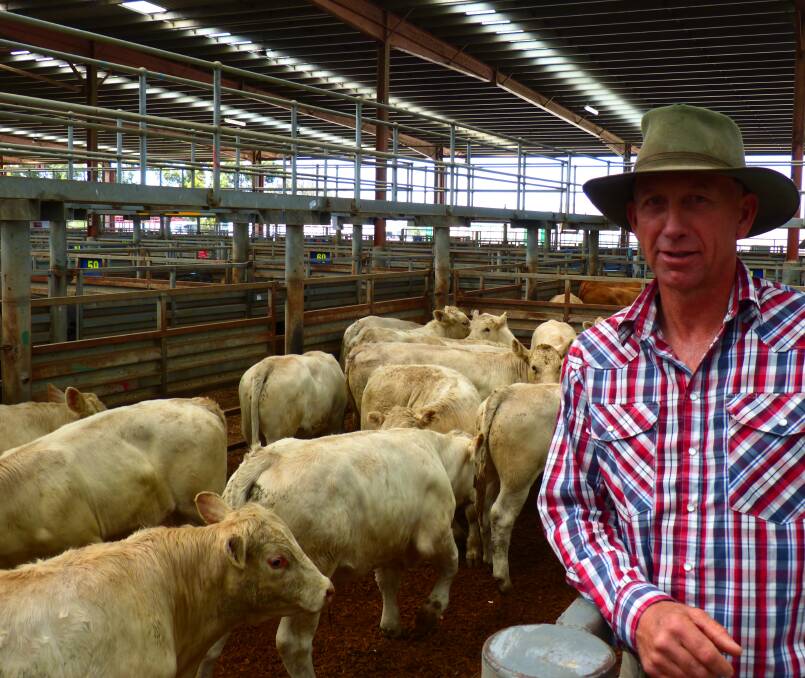 Michael Turra, Gnarwyn Pastoral Co, Buchan, sold these Charolais steers, Dimotee Charolais blood, from $1280-$1380 at Pakenham, last Thursday.