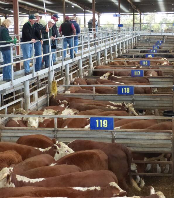Landmark Pakenham offered this large ling of Hereford yearling steers and heifers, Monday week ago. The heifers sold from 310-319c, and the steers 318-332c/kg lwt.
