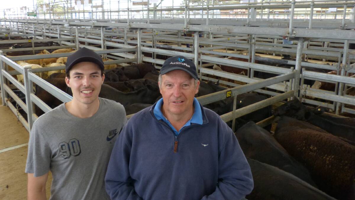 Rick Telling and son Daniel, sold 32 Pinora & Rosskin blood Angus steers at Sale, Friday. Demand was not as strong compared to the last sale here, one month ago, but Rick was happy with his $1100-$1265 price tag for his steers.