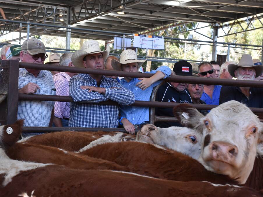 A large crowd attended Euroa, Wednesday, January 11, which included some northern buyers who followed all four sales in the north east, including Yea and Wodonga.