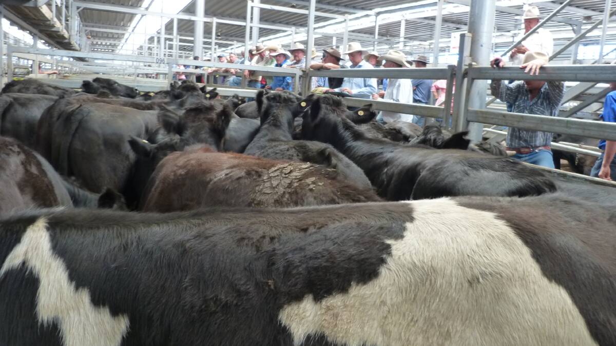These European crossbred steers could easily have been sold in a fat sale, but when they sell for 20 cents per kilogram liveweight more, they are sold as stores.
