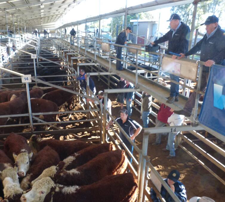 Colin Jones, Wyndham & Co, Bairnsdale, sold this pen of 19 Hereford steers, for T&A Whelan, for $1590, at Bairnsdale, equaling 331c/kg lwt.