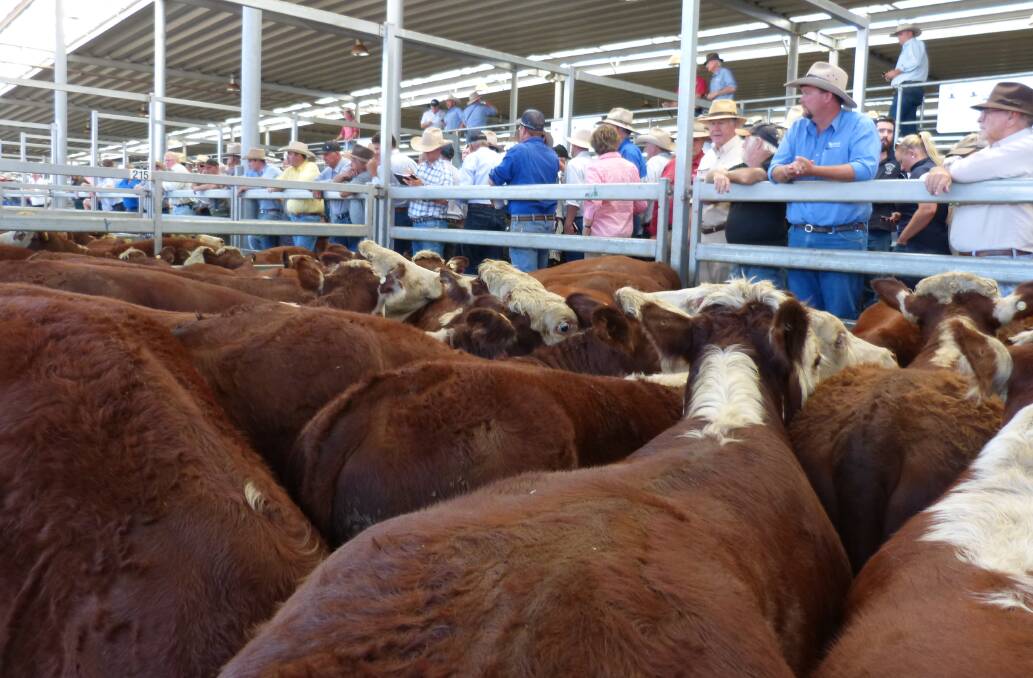 Hereford steers dominated the first three lanes of the independent agents calf sales, Thursday, at Barnawartha. Selling mostly from $1100-$1295 was a strong result.