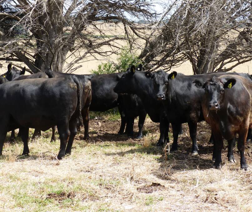 These are some of Mark Johns's, PTIC Angus heifers to be offered on AuctionPlus Friday, February 10. A good example of the breed, and a good example of quality.