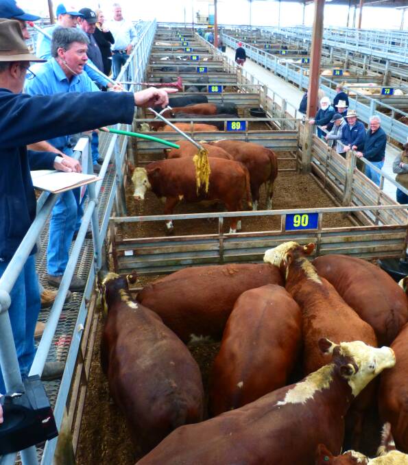Les Ingram, Alex Scott & Staff, points out a bidder as auctioneer Glen Barwick sells this pen of extra heavy Hereford bullocks. They weighed 888kgs and sold for 282.8c/kg.