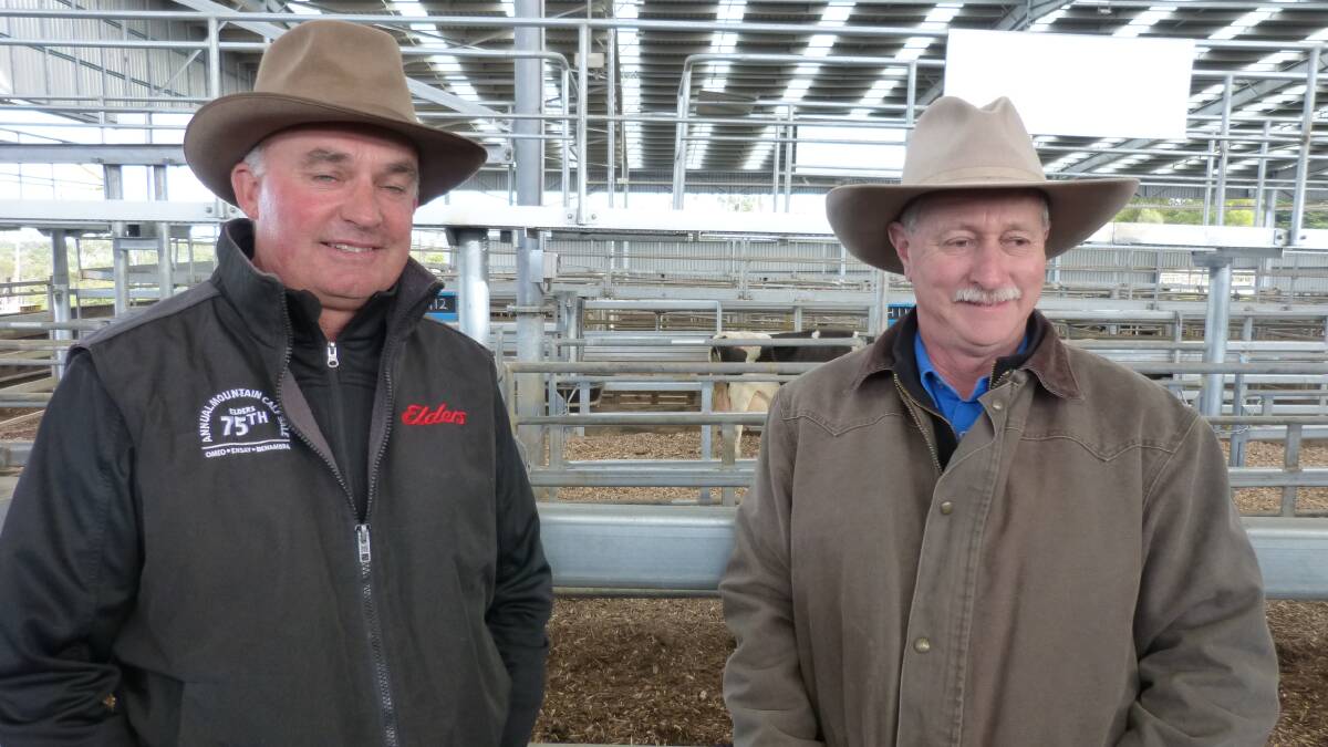 Rohan McRae, Elders, Korumburra, and Alan Mitchell, a Leongatha producer, were having a chat prior to the start of the fornightly store cattle sale, Thursday.