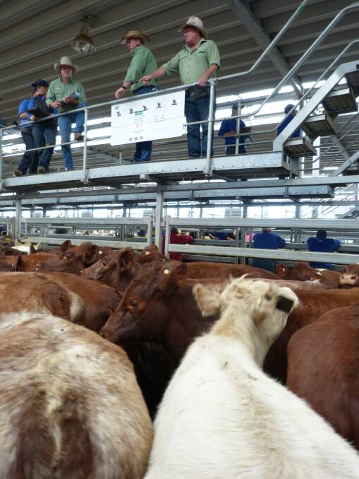 Producers led the way, buying some excellent pens of Shorthorn steers at Wodonga store sale, Thursday. Landmark sold these "Kildrummie", Holbrook, steers for $1285.