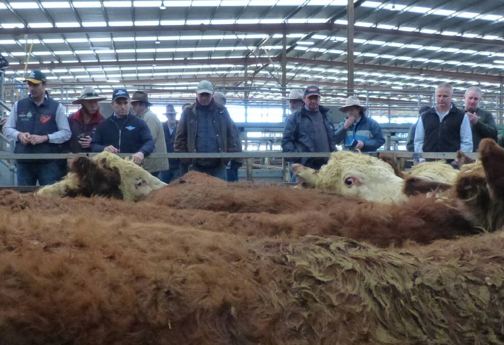 Of the nine people in the foreground, seven are buyers, and two of these were only at Pakenham, Monday, to observe. Not all buyers are in the photo, but competition was weaker.