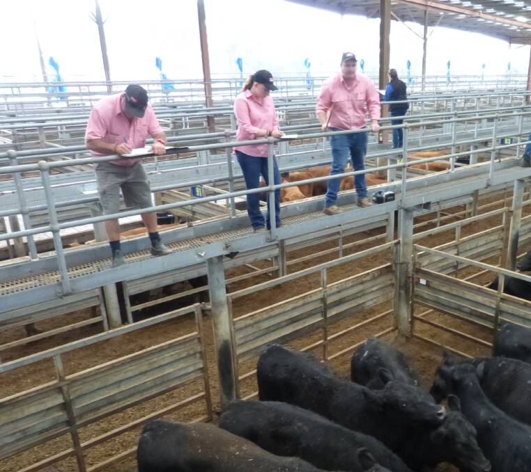 Jamie Quinlan, Elders, sells this pen of yearling Angus steers at Pakenham, Monday. Competition was solid, these steers purchased for grain feeding.