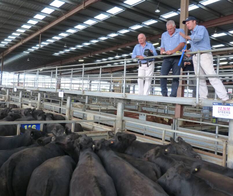 Rodwells auctioneer, Anthony Delaney, Malcolm Reidy and Mick Hornsby, sell these pens of Angus bullocks at Pakenham, Monday, making up to 334c/kg lwt.