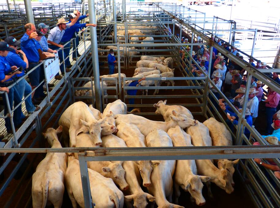Corcoran Parker sold the lead line of cows and calves at Barnawartha, Thursday. "Deepdale", Tallarook, sold 32 Charolais cows and calves from $2200-$2340.