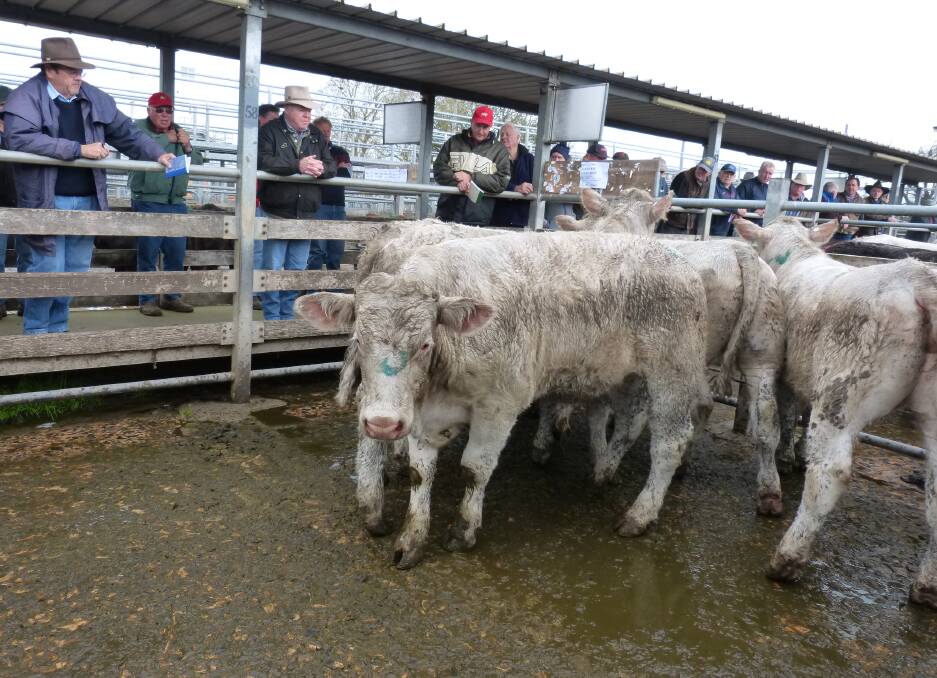 These cattle were sold to a domestic processor at Warragul, last Wednesday, so how will a lack of accreditation affect this sale? Equally, is this saleyard bio-secure?
