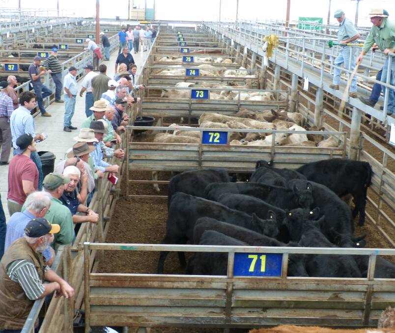 LOWER PRICES: Andy Grant, Landmark Pakenham, sells a pen of Angus steers for $900 at Pakenham. The crowd showed little interest to make this a cheaper market.