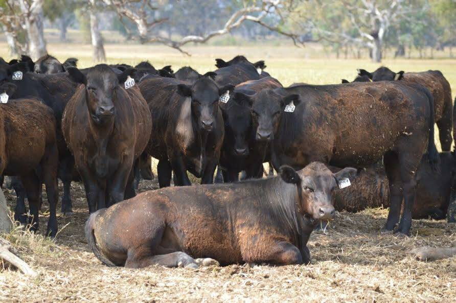 Davilak Pastoral Co will offer these cattle at Wodonga on January 3. 