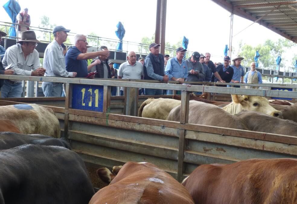 It may not look like it, but buyers were more attentive to a larger yarding at Pakenham, Monday. Most markets are shut from December 19, and none until January 2nd.