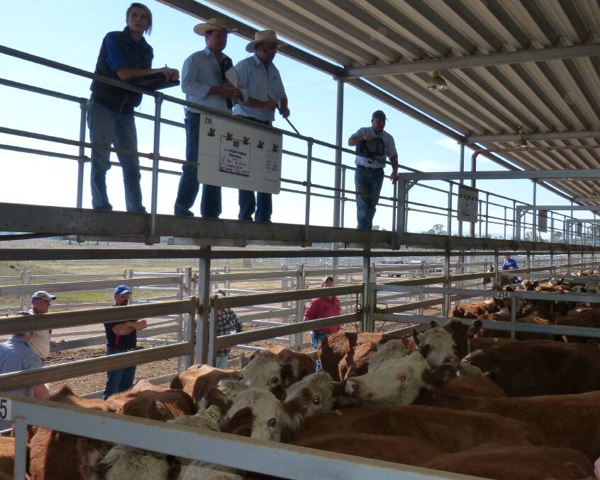 Just add rain, Craig Schubert, Schubert Boers, Wodonga, sells this large line of PTIC Hereford heifers and cows for Finlay Family Pastoral, Morven, to $1820.