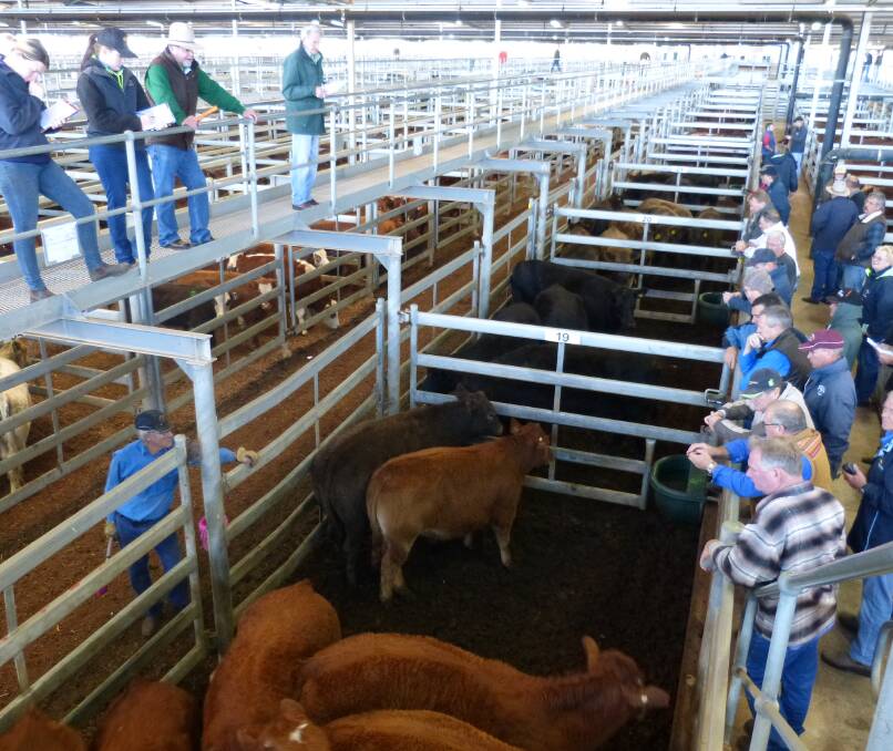This is the Muchea saleyard outside of Perth. This ultra modern complex sells cattle from anywhere between northern Western Australia to Albany. It is a pre-weigh sale.