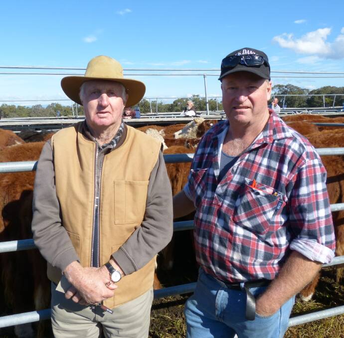 Bill (left) & Greg Cumming, Glenmaggie, were very happy with their sale of 70 Hereford steers in the Rodwells Heyfield sale, last Friday, selling to $1570. lwt.