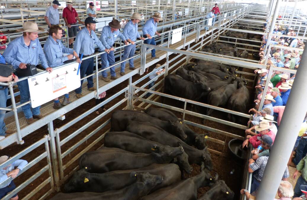 Auctioneer for Rodwells-Peter Ruaro, Wodonga, Anthony Delaney, sells some of the 400 Angus females of Preswon P/L. The crowd included a volume buyer from Bathurst.