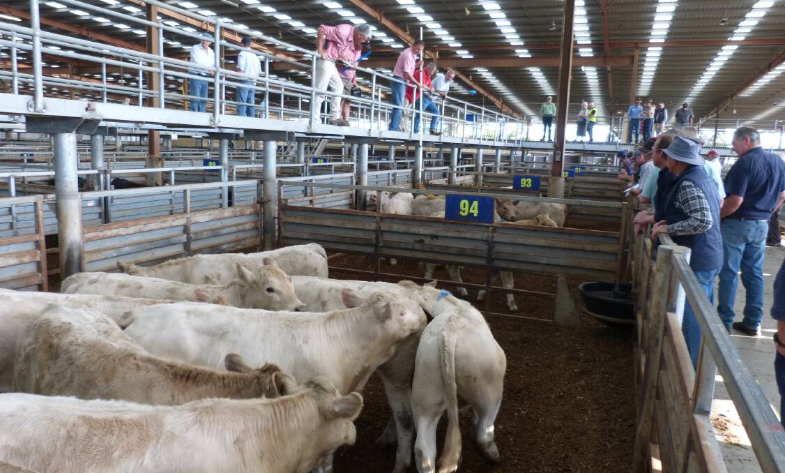 Processors and wholesalers scramble to secure cattle to grain feed for the autumn and winter, when supply is guaranteed to be short, at Pakenham.
