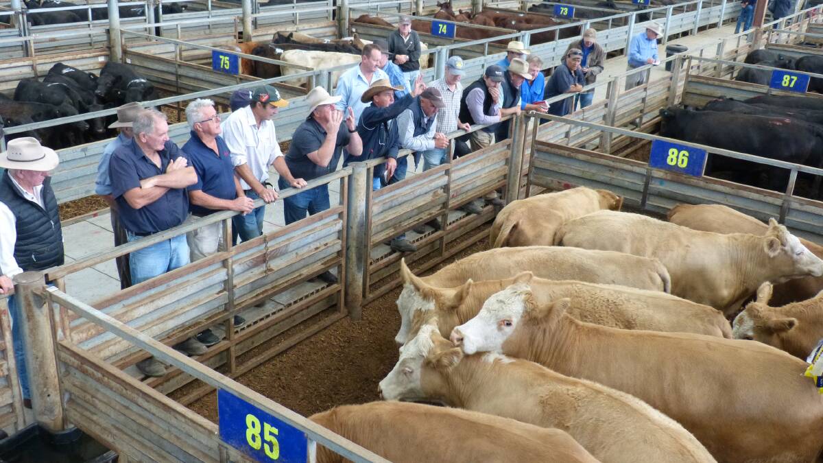 Buyers offer their price for these Simmental bullocks, offered at Pakenham's trade market, Monday.