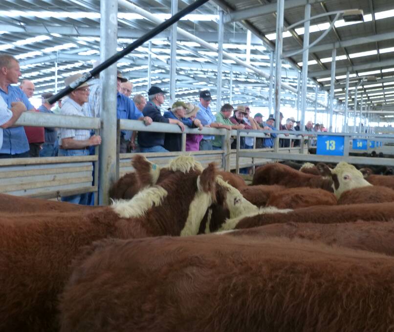 TOPS: This pen of yearling Hereford steers was offered in the Leongatha store cattle sale last Thursday. They made $1430 with the top pen at $1590.