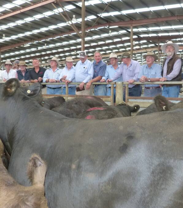 Local and export processors were at Pakenham, Monday, but demand was subdued, creating a cheaper sale for prime steers and bullocks. These steers sold for 280c/kg.