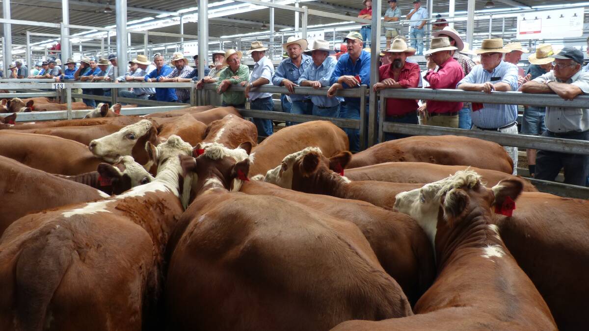 RS Whytlaw, Benalla, featured well in the Hereford section of Wodonga's Thursday female sale. They sold 243 Hereford heifers, PTIC, to Paringa Angus bulls for Spring calving. These sold from $1350-$1950.