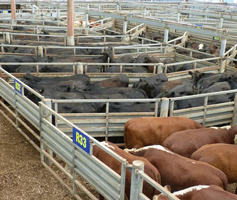 This run of yearling steers were some of the larger supply of older cattle presented at the Pakenham store sale. Liveweight prices equalled 362-375c/kg.