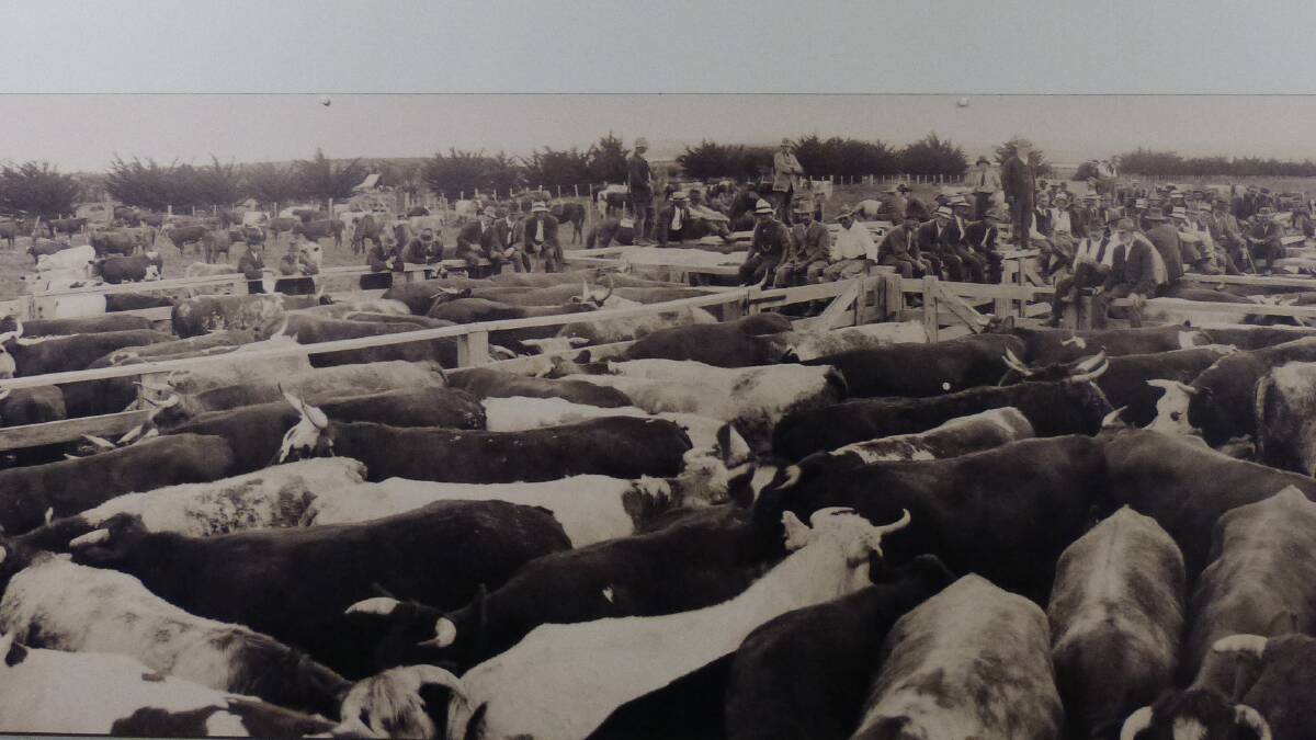 A photo of a New Zealand cattle sale from the early 1900s. Nearly all saleyards are now gone with direct selling the prime option for producers.