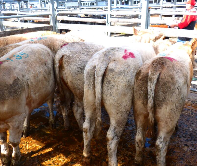GONE: At the peak of a short selling week, these grain assisted Charolais steers sold for 324c/kg lwt for PH Schroen, Bunyip North.