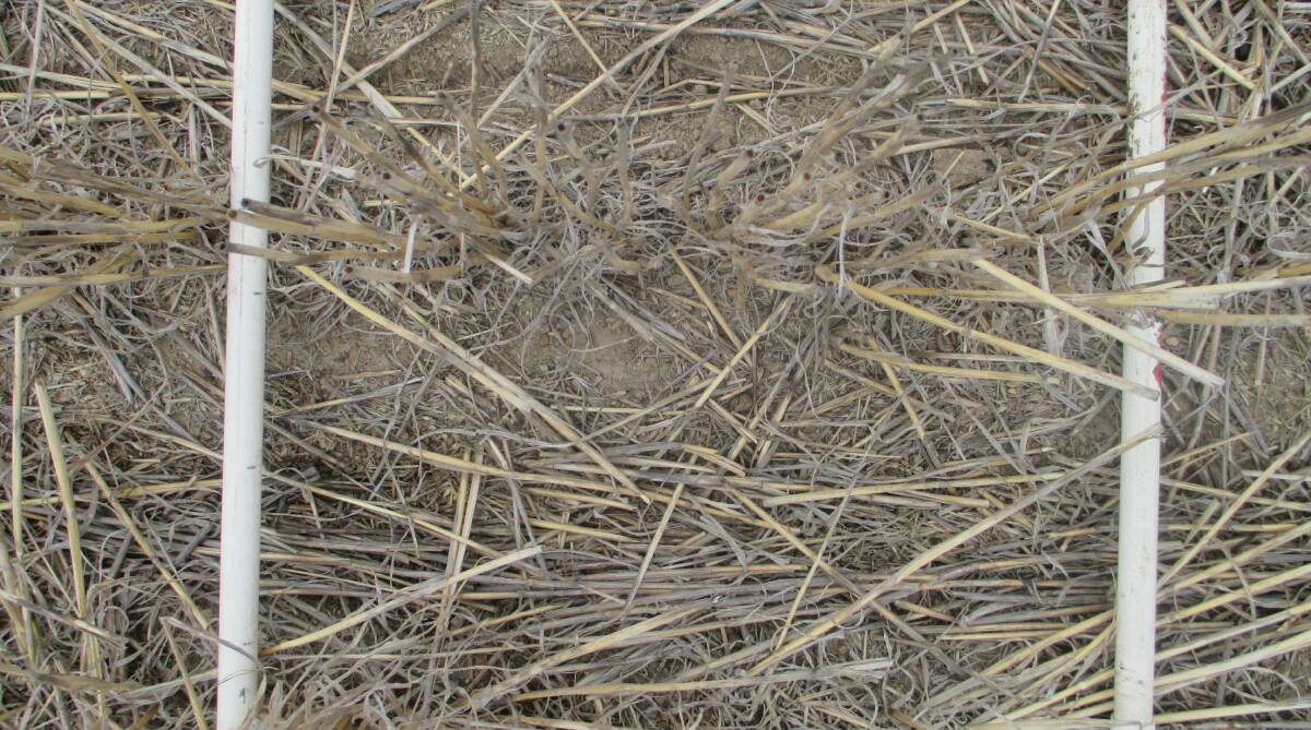 GERMINATION: The establishment of canola using discs into stubble, pictured as part of a Southern Farming Systems trial.