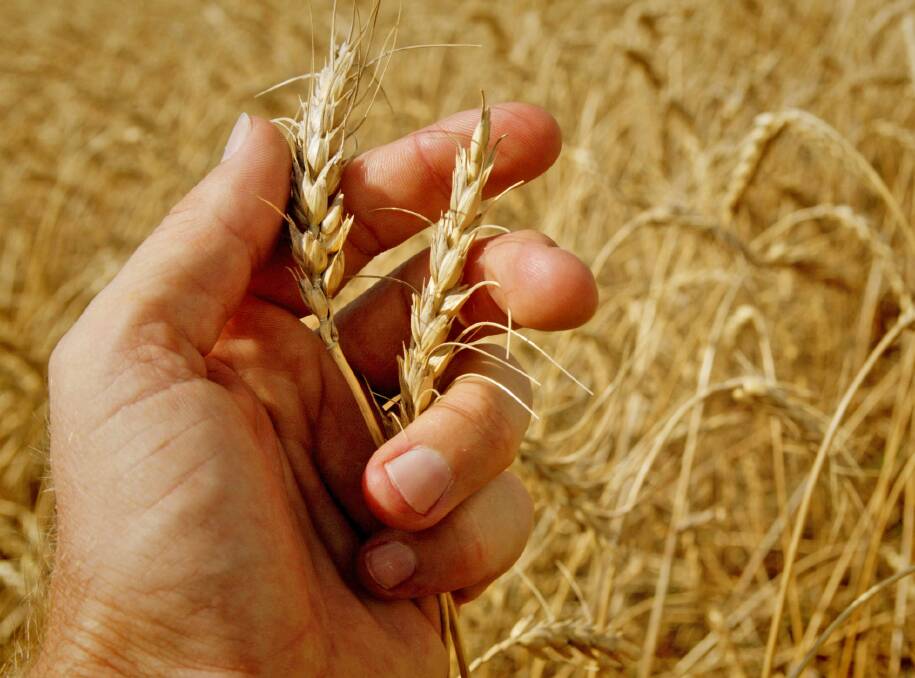 FEATURE: Two standout features for the 2016/17 seasons so far are the reduction in the area of winter wheat in the US, and the poor crop establishment in the Ukraine.