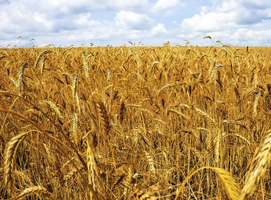 DOMINATED: The wheat market continues to grind lower. In the last week currency has dominated proceedings, with the US dollar falling to its lowest level since October.
